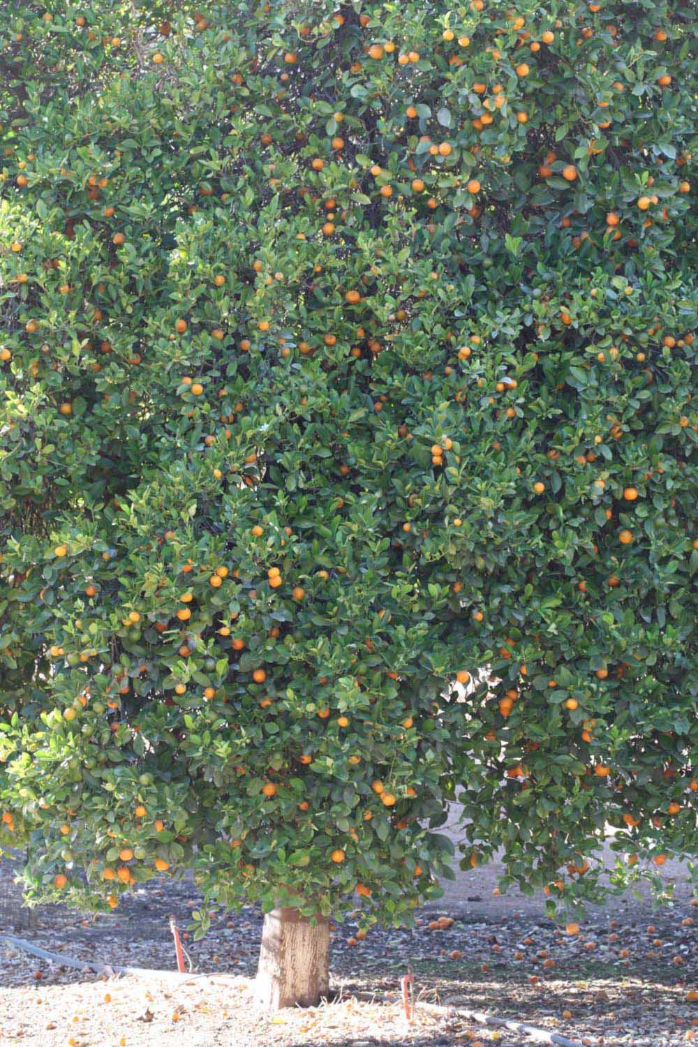               Habit (Riverside, CA)       